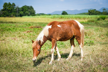 sunbeam摄影照片_红马或棕色马吃草的领域 
