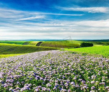地球紫色摄影照片_捷克共和国摩拉维亚的滚滚田野，开着紫色的花朵。摩拉维亚的丘陵地带