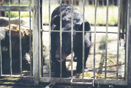 大黑熊被困在一个铁笼里。