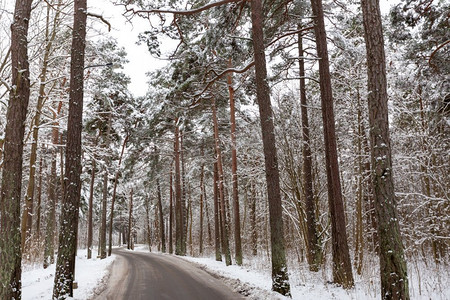 雪树林摄影照片_冬天，自然和季节的概念—道路在雪松林。雪松林中的冬季道路