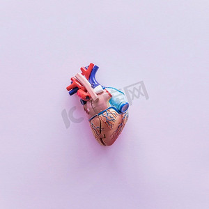 小型塑料人体心脏表
