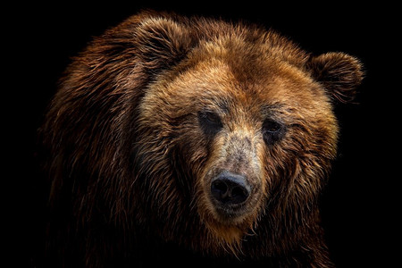 ursus摄影照片_黑色背景下孤立的棕熊的前视图。堪察加熊像(Ursus Arctos Beringianus)