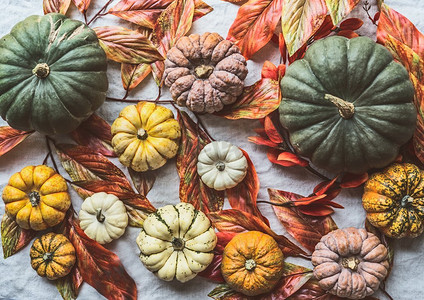 各种五颜六色的有机农家南瓜，秋叶，俯瞰，平铺。秋收。Instagram风格