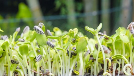 从种子中生长的绿芽嫩芽心形草