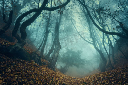 秋天童话摄影照片_在雾中穿过一片神秘的黑暗古老森林。克里米亚的秋天早晨神奇的气氛。童话