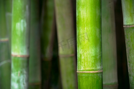 竹林里的竹子近在咫尺。成都，中国。竹林中的竹子