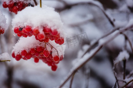 冬天的红色冷冻浆果