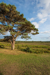 英国新森林国家公园布拉特利风景画美丽的夏日落日景观