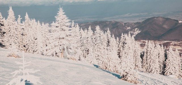 梦幻童话圣诞摄影照片_惊人的冬季景观与雪冷杉树
