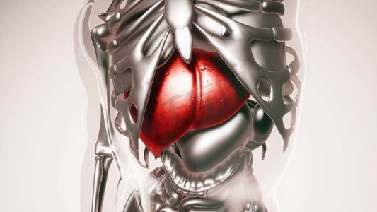 全身器官摄影照片_人体肝脏的医学模型，包括所有器官和骨骼。全身脏器骨结合的人体肝脏模型