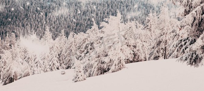 惊人的冬季仙境景观与雪冷杉树