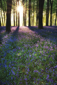 美丽的蓝铃树森林景观图像在早晨的阳光在春天