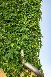绿色常春藤植物覆盖在建筑物的墙壁上的金属排水管