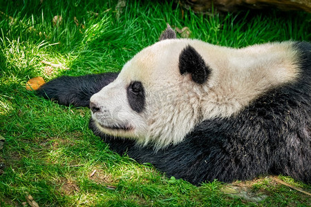 中国风促销字体摄影照片_中国旅游标志和吸引力—大熊猫睡在草地上。中国四川成都。中国大熊猫