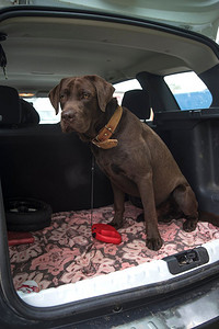 一只狗巧克力拉布拉多犬在汽车的后备箱里旅行