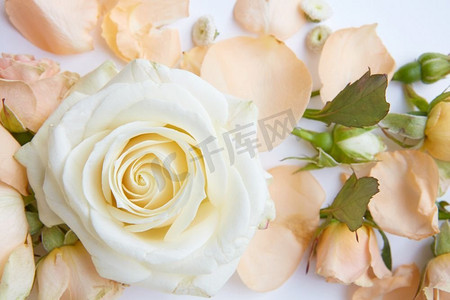 甜美金克丝摄影照片_甜美的玫瑰色，柔和的颜色作为植物的背景。白玫瑰背景