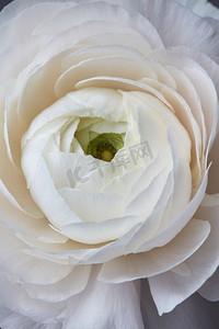 美丽的白色玫瑰花，浪漫的花卉贺卡。美丽的白色玫瑰在灰色背景