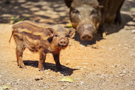 小猪2019摄影照片_漂亮的小猪。2019年中国新年生肖猪