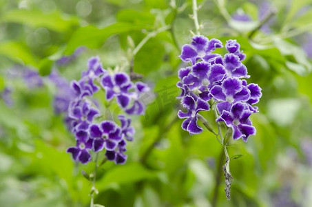 背景紫色摄影照片_花园里的小花