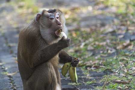 吃香蕉的猴子狒狒山魈