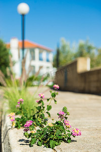 小灌木花生长在户外街道上的铺面砖之间。乌布兰小镇的大自然..铺地砖之间开出的鲜花
