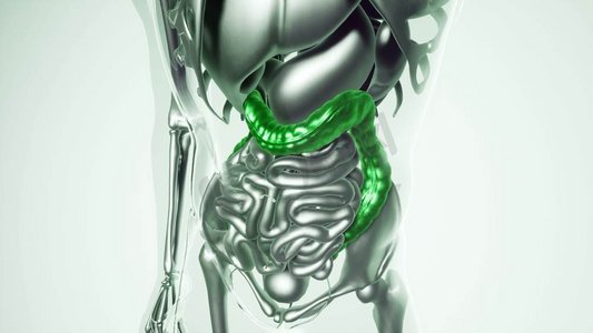脏器摄影照片_人体所有器官和骨骼的医学模型。全脏器人结肠模型