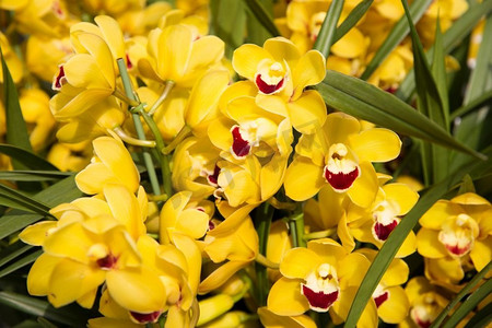 新中式质感摄影照片_园艺、植物学、质感和植物区系概念-美丽的黄色兰花。美丽的黄色兰花