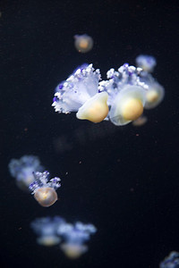 明亮的水母漂浮在黑暗的海水中