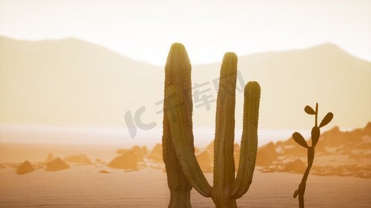 亚利桑那州沙漠日落与巨大的saguaro仙人掌