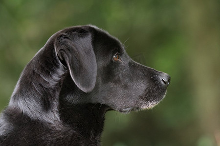 一只黑色拉布拉多犬的肖像