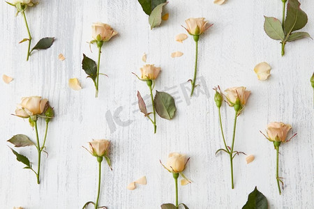 情人节背景。白色背景上的玫瑰和绿叶组成的花卉图案。平铺，。玫瑰花背景