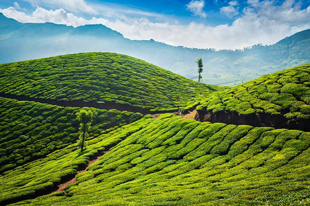 早上的绿茶种植园。印度喀拉拉邦穆纳尔。茶园。穆纳尔，喀拉拉邦