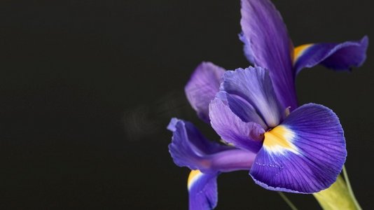 紫色花摄影照片_美丽的大紫色花