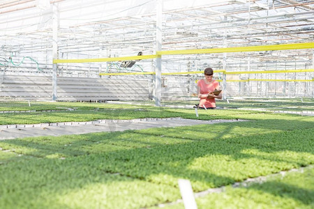 年轻的女性植物学家在温室里检查草药