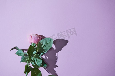 情人玫瑰摄影照片_粉红色玫瑰与阴影在紫色背景。浪漫的春天复制空间。粉红色玫瑰与绿色叶子在紫色背景