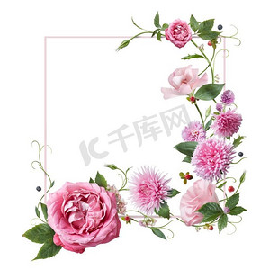 粉红色的花在白色背景的正方形框架。鲜花明信片