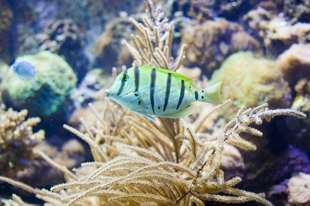 大海背景摄影照片_在水族馆的珊瑚礁背景上的少校鱼。鱼中士少校