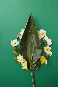  水仙花，白天，flatlay，封面