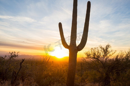 大Saguaro仙人掌在一个山，亚利桑那州，美国