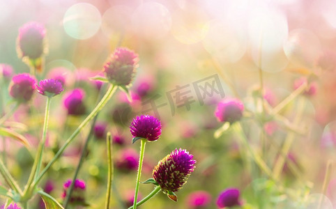 农村花卉摄影照片_美丽的花朵特写镜头。适合花卉背景。