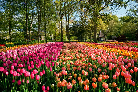 花园摄影照片_ 花卉，荷兰，荷兰，花园