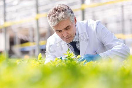 自信的成熟男性植物学家在植物苗圃检查草药