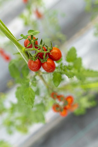 在现代农业技术体系的房子里种植番茄