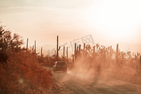 亚利桑那州摄影照片_大Saguaro仙人掌在一个山，亚利桑那州，美国