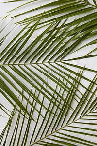 棕榈叶顶视图隔绝在白色背景。棕榈树的绿叶代表着一片接一片。棕榈叶分离