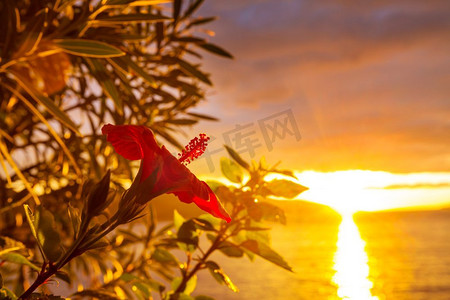 梦幻摄影照片_梦幻般的热带日落在花园