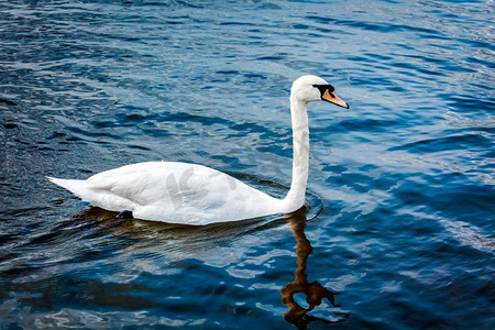 沉默的天鹅（天鹅座颜色）在湖，慕尼黑，德国。静音天鹅天鹅色在湖