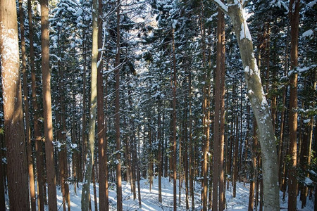 自然、景观和野生动物概念—日本的冬季森林。日本冬季森林