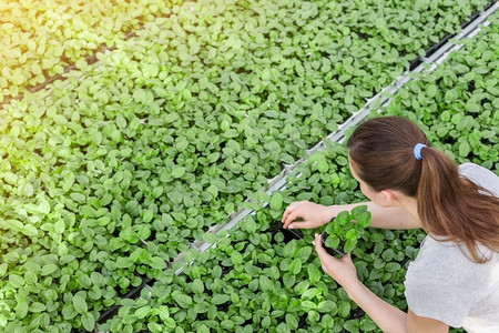 植物学家摄影照片_植物苗圃女植物学家验苗的高视角视角