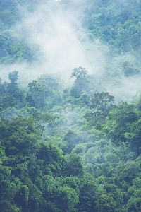 森林山坡在低躺云与常绿针叶树笼罩在雾在风景景观视图